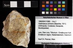 Foto (Objket + Etiketten) von Gastrosacus eminens (Blaschke, 1911) 